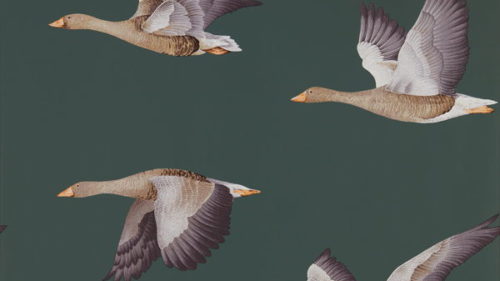 Elysian Geese 216608
